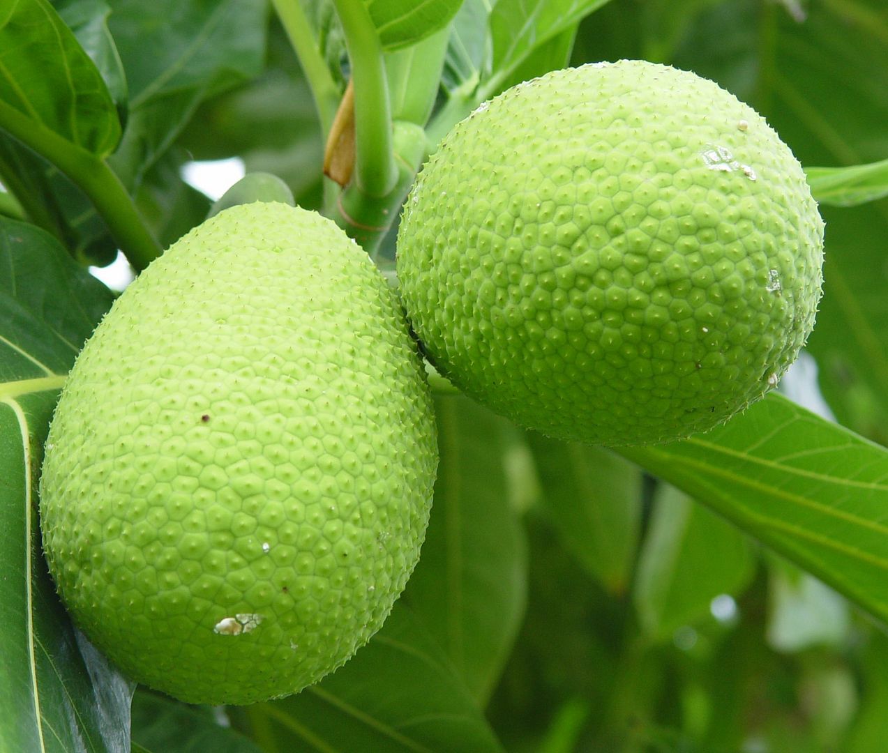 ULU BREADFRUIT Artocarpus Ancient HAWAIIAN Canoe Plant